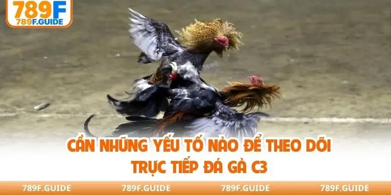 Cần những yếu tố nào để theo dõi trực tiếp đá gà C3