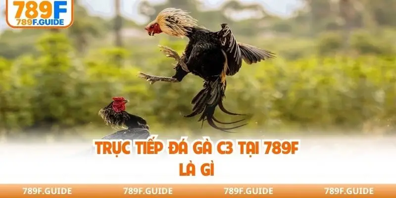 Trực tiếp đá gà C3 tại 789F là gì